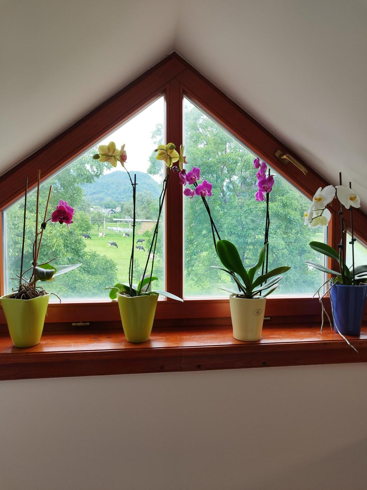 Apartma Julia Spodnje Gorje Екстер'єр фото